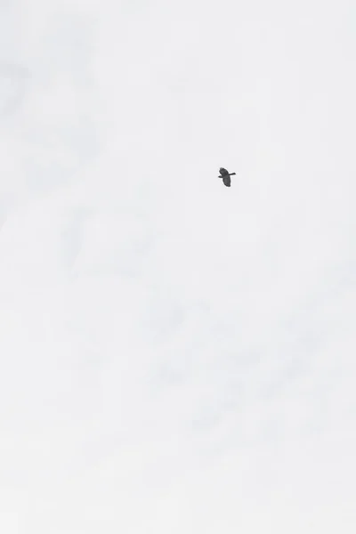 Pássaro preto no céu nublado — Fotografia de Stock