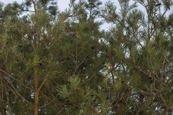 空に向かって松の枝が — ストック写真