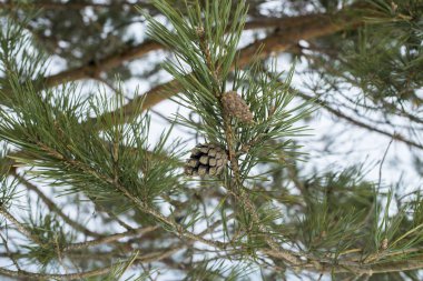 kozalaklı çam dalı