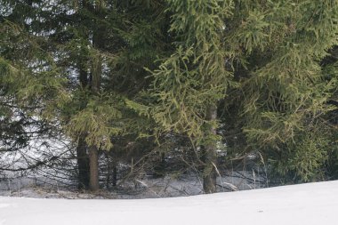 İlkbaharın başlarında kalın iğne yapraklı orman. Manzara.