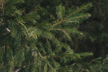 ormanda kalın köknar dalları