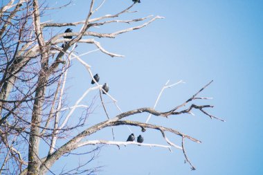 kuru odun dalları üzerinde kuzgunlar. Arka planda mavi gökyüzü