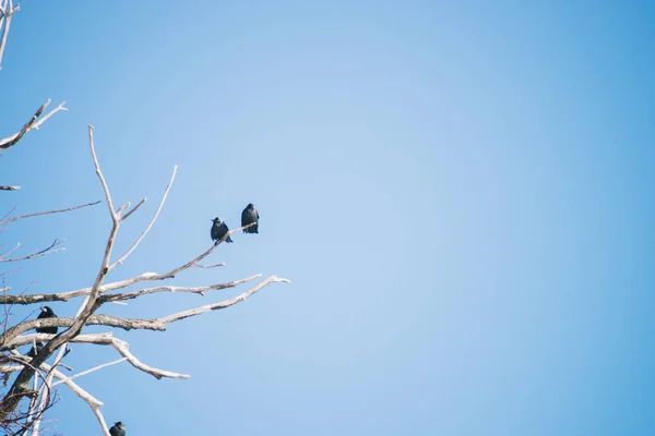 ravens on the branches of dry wood. Blue sky on background