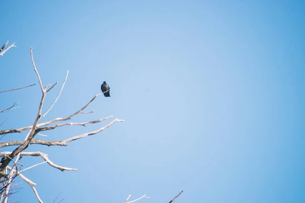Ravens op de takken van droog hout. Blauwe hemel op achtergrond — Stockfoto