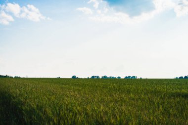 sahada arpa kulakları