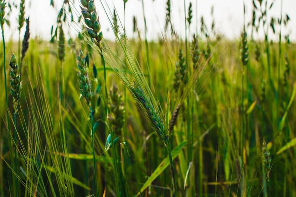 Zielone uszy pszenicy, jęczmienia i żyta rośnie w terenie. Zbliżenie. — Zdjęcie stockowe