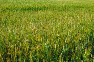 Genç buğday kulakları ve bulutlar ile gökyüzü Alanı.