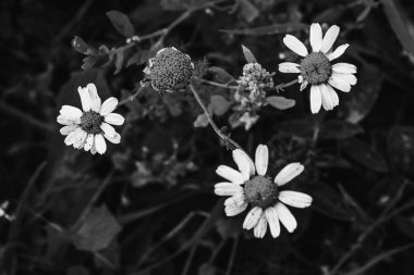 Sahada üç vahşi papatya yakın çekim. siyah beyaz