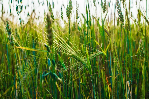 Zöldfüle a rozs nő a területen. Közeli. Kék ég a háttérben. — Stock Fotó