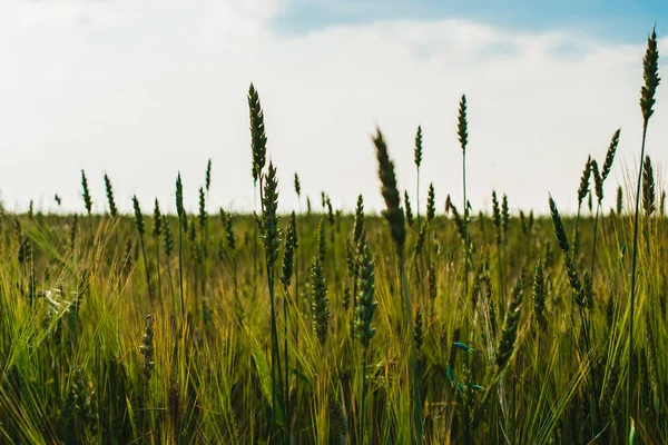 Zielone uszy pszenicy, jęczmienia i żyta rośnie w terenie. Zbliżenie. — Zdjęcie stockowe