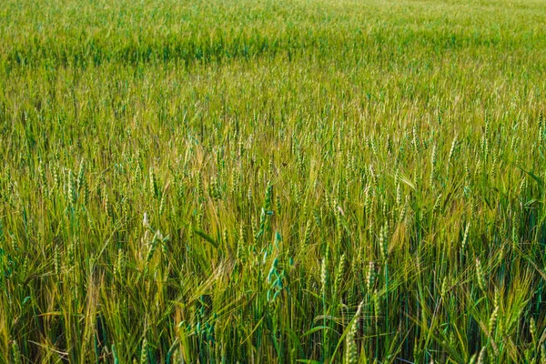 Campo di spighe giovani e cielo con nuvole . — Foto Stock