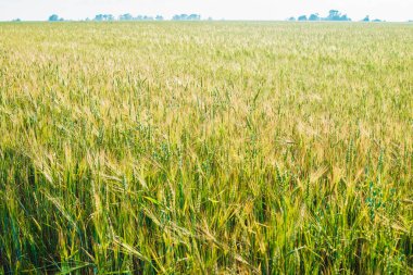 Genç buğday kulakları ve bulutlar ile gökyüzü Alanı.