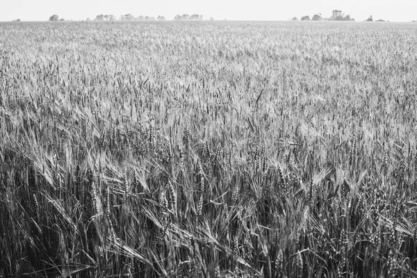 Espigas verdes de trigo, cevada e centeio crescendo no campo. Close-up. preto e branco — Fotografia de Stock