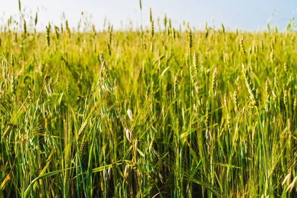 밀, 보리, 호밀의 녹색 귀가 들판에서 자라고 있습니다. 클로즈업. — 스톡 사진