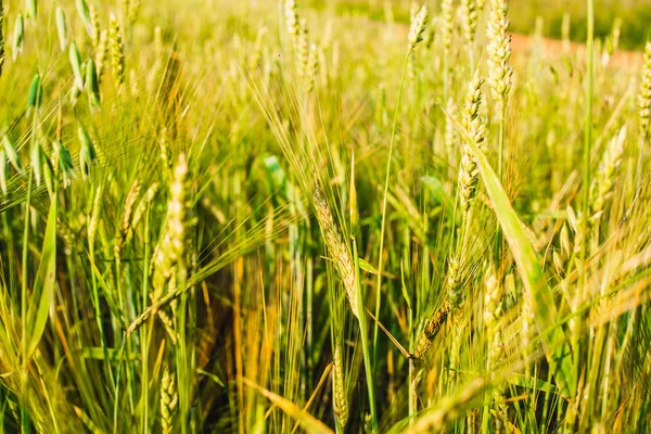 Zielone uszy pszenicy, jęczmienia i żyta rośnie w terenie. Zbliżenie. — Zdjęcie stockowe