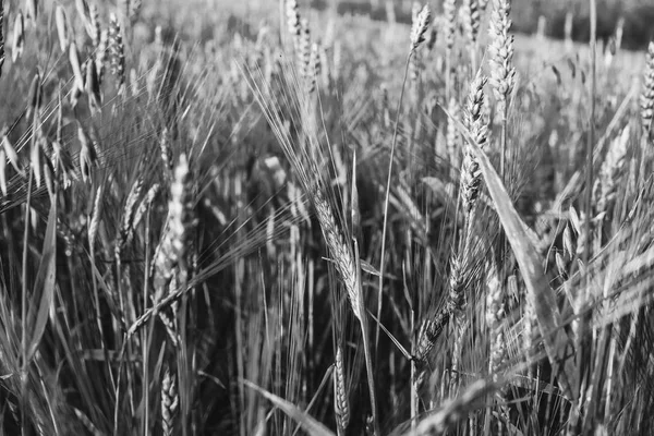 Зелені вуха пшениці, ячменю та жита, що ростуть у полі. Крупним планом. чорно-білий — стокове фото