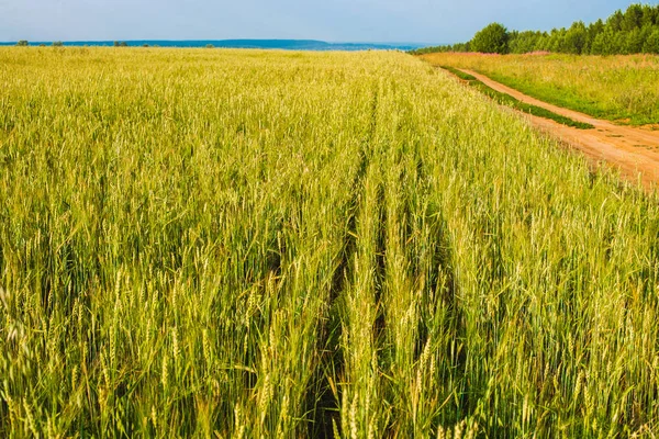 Épis verts de blé, d'orge et de seigle qui poussent dans les champs. Gros plan . — Photo