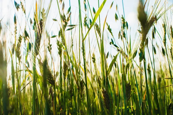 Zielone uszy pszenicy, jęczmienia i żyta rośnie w terenie. Zbliżenie. Widok z dołu — Zdjęcie stockowe