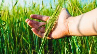 Avucunun içinde genç, yeşil çavdar ın kulakları. Bir ekin tarlasının arka planına karşı