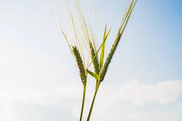 Three green ears of rye close-up on a background of blue sky — Stock Photo, Image