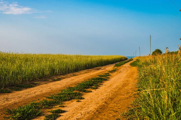 Chemin de terre qui longe un champ de céréales. Paysage ensoleillé. — Photo
