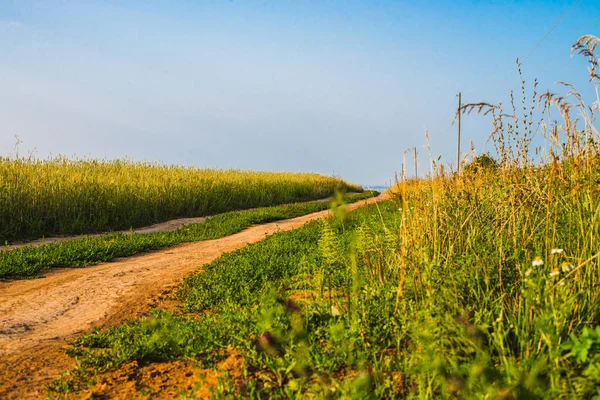 Estrada de terra rural que corre ao longo de um campo de cereais. Paisagem ensolarada . — Fotografia de Stock