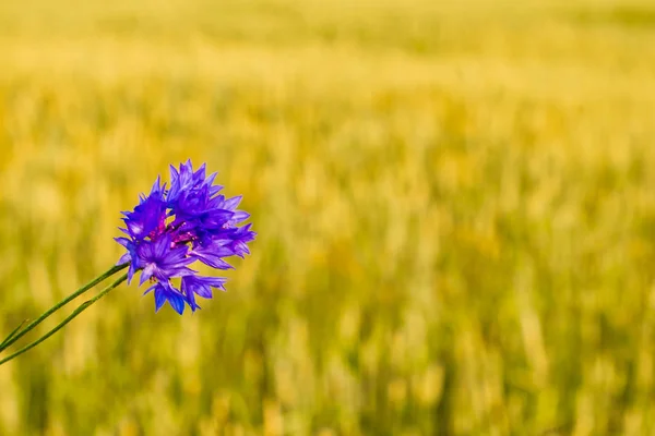 Duas flores de milho no fundo do prado — Fotografia de Stock