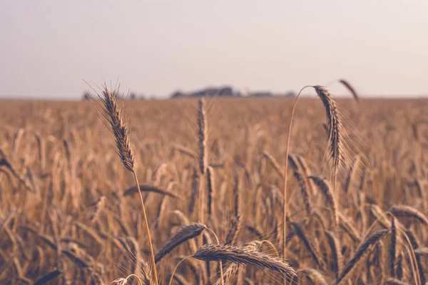 Krajobraz rolniczy. Dojrzałe spikelets żyta w złotych promieniach słońca. Piękna natura o zachodzie słońca. — Zdjęcie stockowe