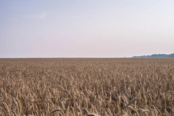 Tarım arazisi. Batan güneşin altın ışınlarında çavdar ın olgun sivri uçları. Gün batımında güzel doğa.