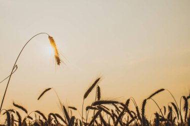 çavdar yakın çekim altın sivri. Gün batımında ışık.