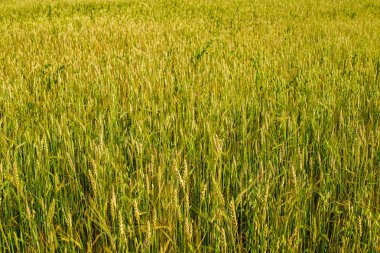 Genç buğday kulakları ve bulutlar ile gökyüzü Alanı.