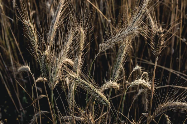 Arany Spikelets a rozs közeli. Napnyugtakor fény. — Stock Fotó