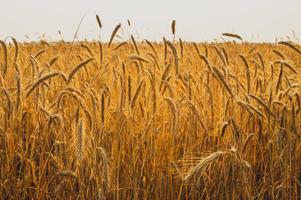 Paesaggio agricolo. Maturare spighe di segale nei raggi dorati del sole al tramonto. Bella natura al tramonto . — Foto Stock