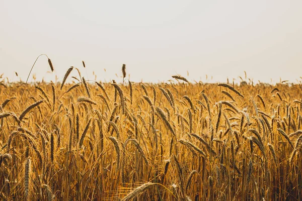 Paysage agricole. Épillets mûrs de seigle dans les rayons dorés du soleil couchant. Belle nature au coucher du soleil . — Photo