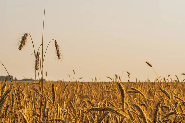 Három Spikelets a rozs közelről egy arany mező. Napnyugtakor fény. — Stock Fotó