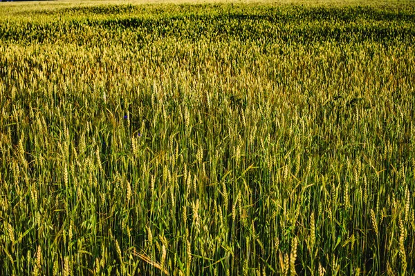 Champ de jeunes épis de blé et ciel nuageux . — Photo