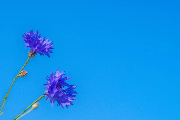 Duas flores de milho em um contexto do céu azul — Fotografia de Stock