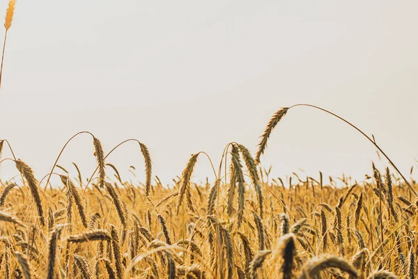 Arany Spikelets a rozs közeli. Napnyugtakor fény. — Stock Fotó