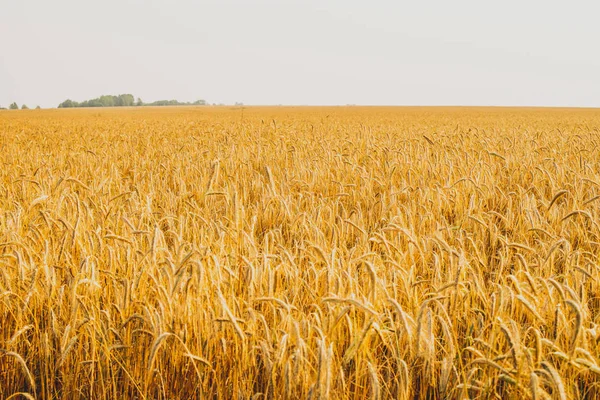 Paysage agricole. Épillets mûrs de seigle dans les rayons dorés du soleil couchant. Belle nature au coucher du soleil . — Photo