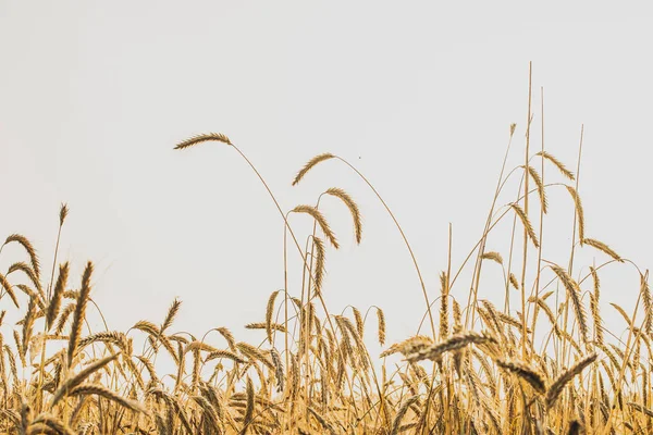 Arany Spikelets a rozs közeli. Napnyugtakor fény. — Stock Fotó