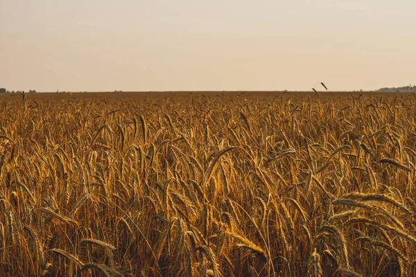 Paysage agricole. Épillets mûrs de seigle dans les rayons dorés du soleil couchant. Belle nature au coucher du soleil . — Photo