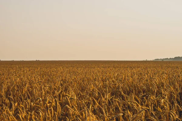 Paysage agricole. Épillets mûrs de seigle dans les rayons dorés du soleil couchant. Belle nature au coucher du soleil . — Photo