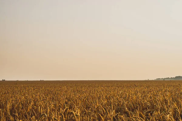 農業の風景。夕日の黄金の光線にライ麦の熟した小菊。夕暮しの美しい自然. — ストック写真