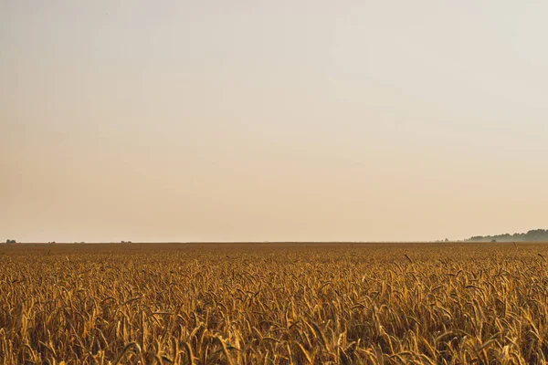 Paysage agricole. Épillets mûrs de seigle dans les rayons dorés du soleil couchant. Belle nature au coucher du soleil . — Photo