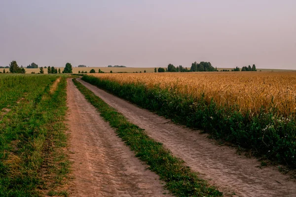 Paisagem de verão com uma árvore crescendo ao longo de uma estrada rural. Masúria, Polónia . — Fotografia de Stock