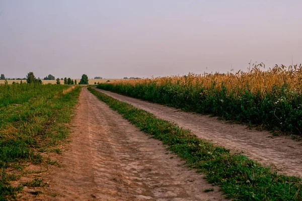 田舎道に沿って木が生えている夏の風景。マスリア(ポーランド). — ストック写真