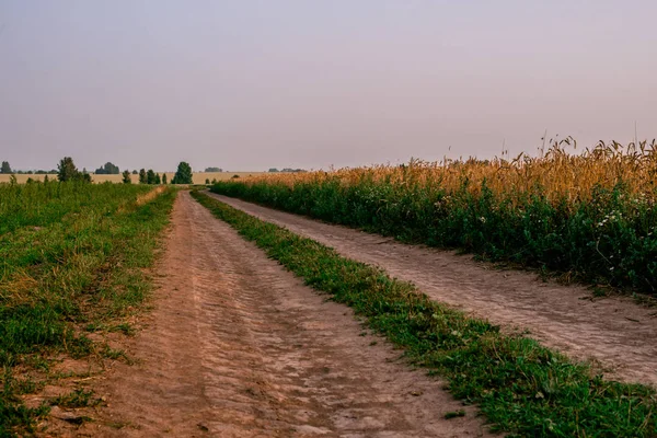 Paisagem de verão com uma árvore crescendo ao longo de uma estrada rural. Masúria, Polónia . — Fotografia de Stock