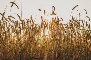 çavdar yakın çekim altın sivri. Gün batımında ışık.