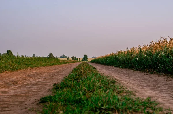 Paisagem de verão com uma árvore crescendo ao longo de uma estrada rural. Masúria, Polónia . — Fotografia de Stock