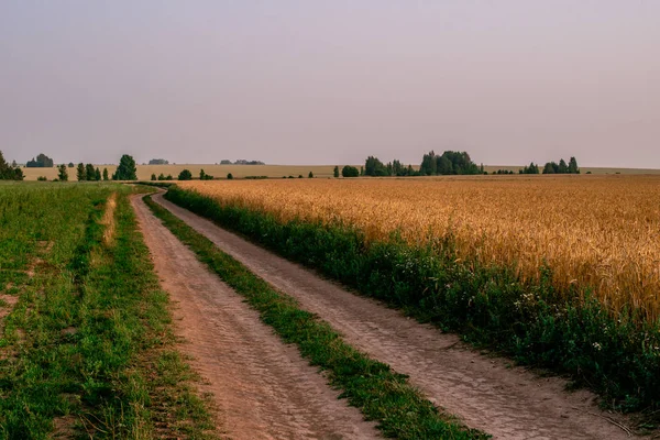 Paysage estival avec un arbre poussant le long d'une route de campagne. Masuria, Pologne . — Photo